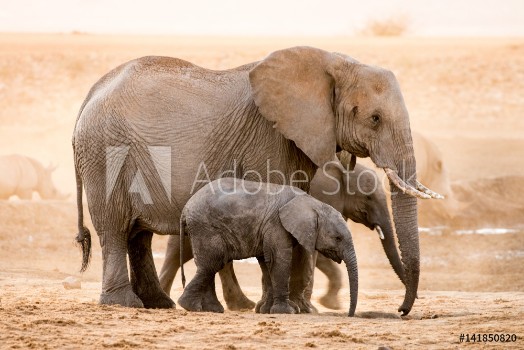 Image de African Elephant